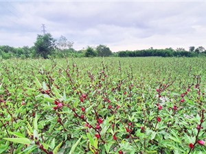 Thừa Thiên – Huế: Nâng giá trị cây atiso đỏ 